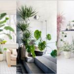 Indoor Plants that Clean the Air and Remove Toxins: