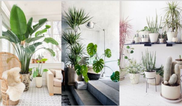 Indoor Plants that Clean the Air and Remove Toxins: